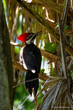 FLA_nature_20-6
